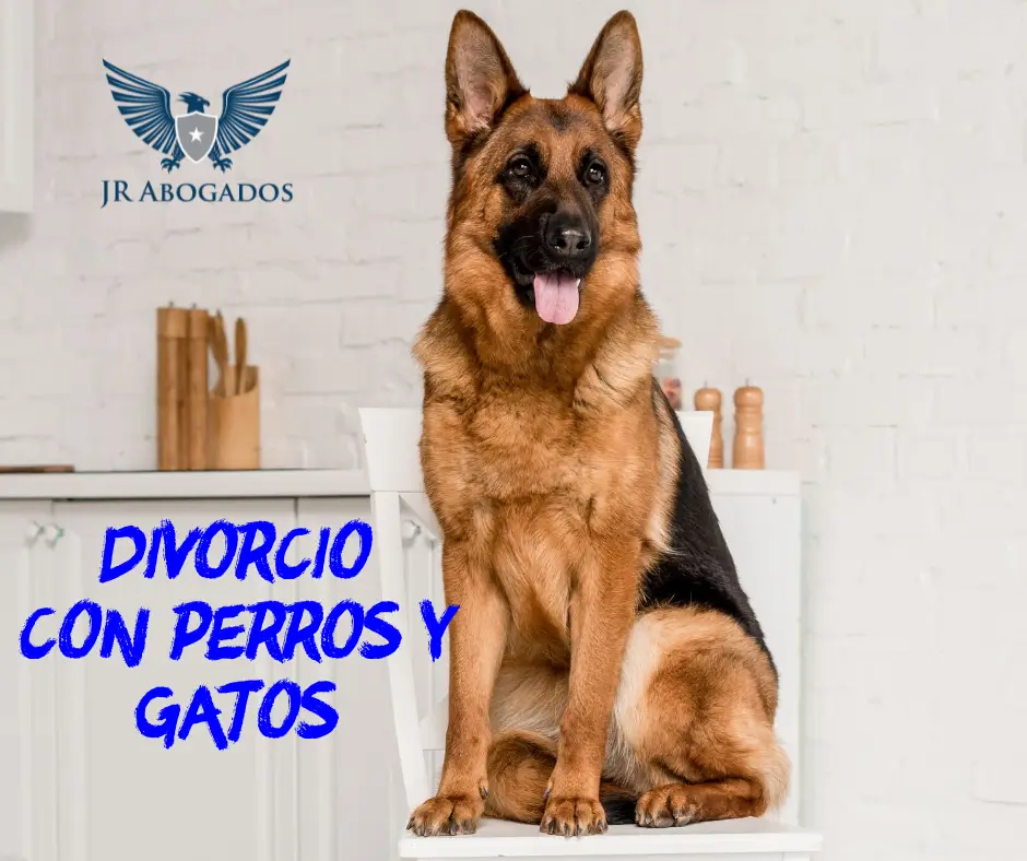 divorcio.perros.gatos.seres.sintientes